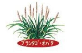 プランタゴ・オバタ